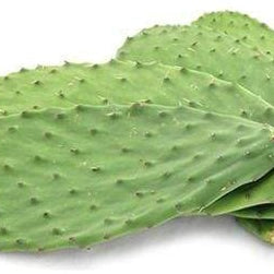 Image of cactus leaves