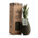 Image of  1 Pineapple (3 Pounds) Elefante Green Gold™ Pineapple Fruit