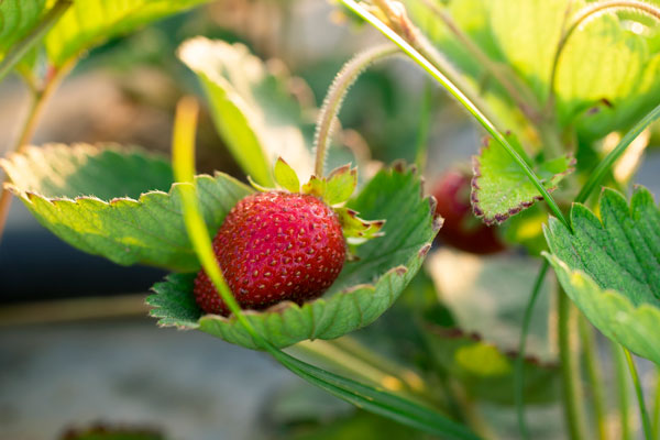 Image of strawberry on a leaf