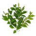 Image of  Curry Leaves Other