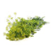 Image of  3 bunches Crown Dill Other