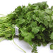 Image of  Cilantro Other