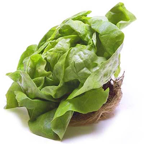 Image of  Organic Butter Lettuce Organics