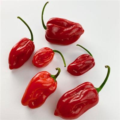 Image of  Red Habanero Peppers Vegetables