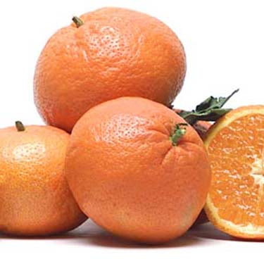 Image of Shasta Gold Tangerines