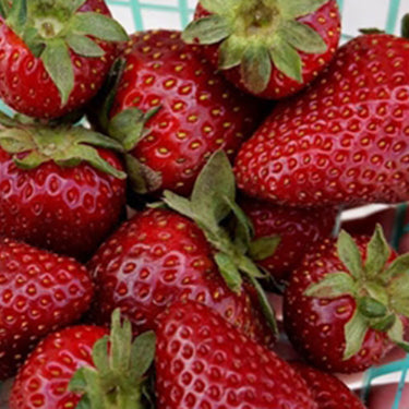 Image of Harry's Berries Strawberries