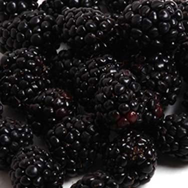 Image of Blackberries