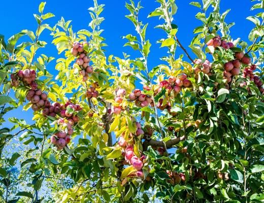Organic Apples — Melissas Produce