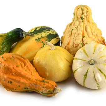 Ornamental Gourds