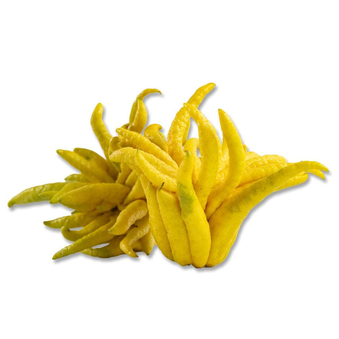 Image of  2 hands Buddha's Hand Fruit