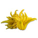 Image of  2 hands Buddha's Hand Fruit