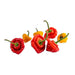 Image of  3 packages (2 Ounces each) Scotch Bonnet Peppers Vegetables