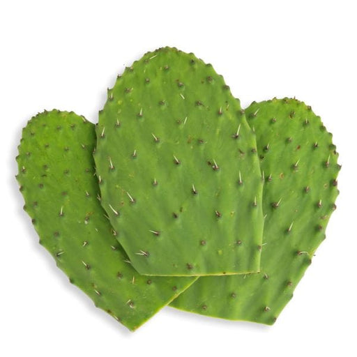 prickly pear cactus nopales Cactus Leaves Nopales — Melissas Produce