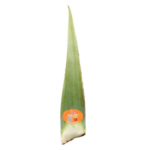 Aloe Vera Leaves — Melissas Produce