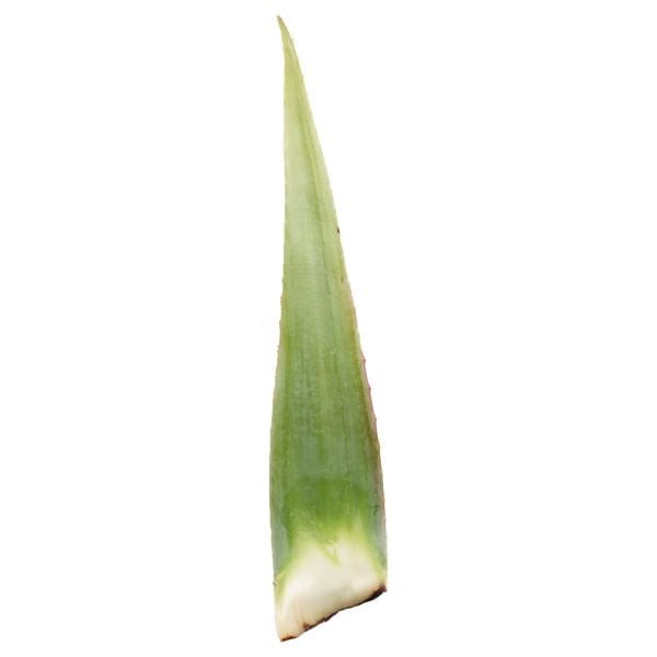 plant aloe vera from leaf Aloe Vera Leaves