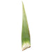 Image of  4 Pounds Aloe Vera Leaves Other