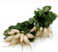 Image of  5 Pounds White Icicle Radish Vegetables