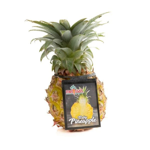 south african pineapple plant South African Baby Pineapples