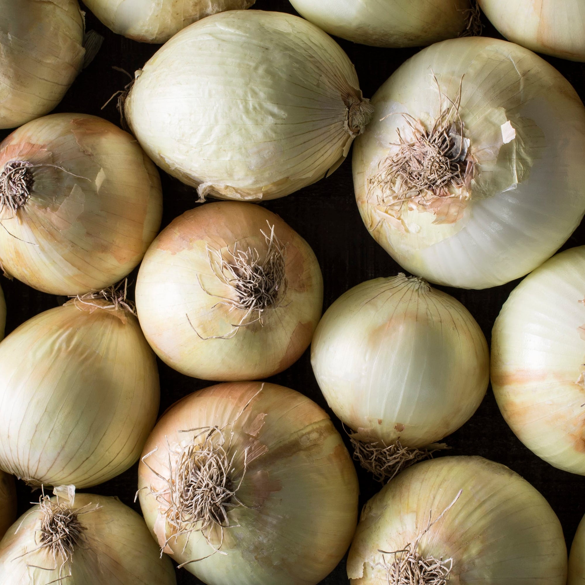 Close-up of a pile of white Hatch onions with visible roots.