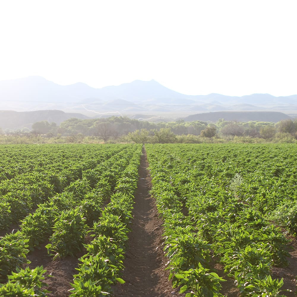 A wide view of a green agricultural field with rows of crops stretching toward distant mountains under a bright sky.