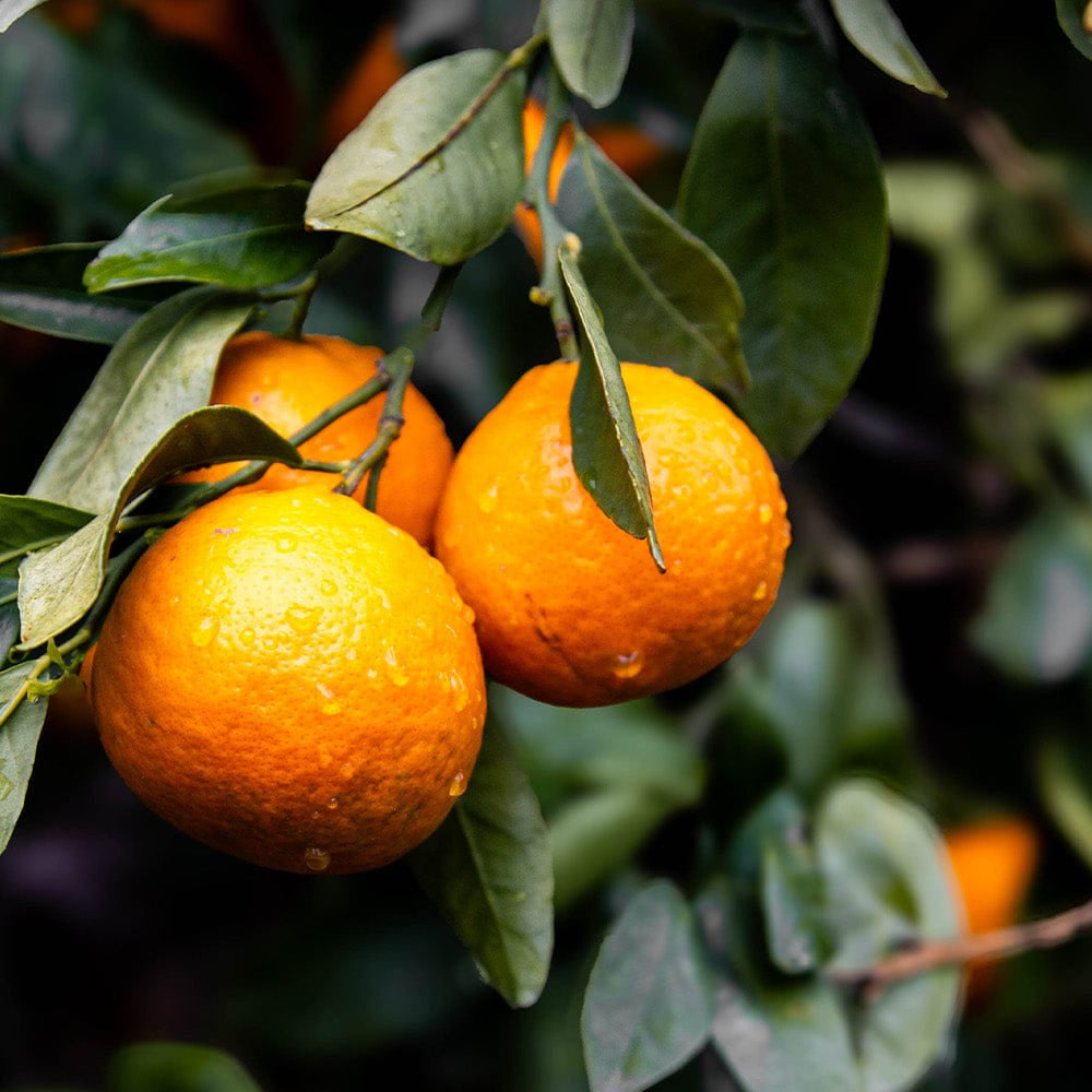 Ojai Pixie Tangerines hanging from a tree with green leaves