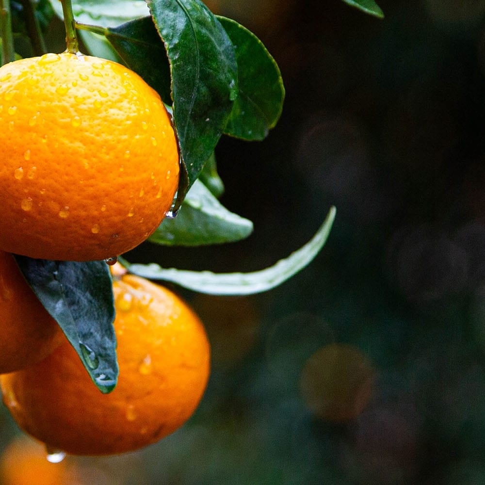 Ojai Pixie Tangerines hanging from a tree with a blurred background