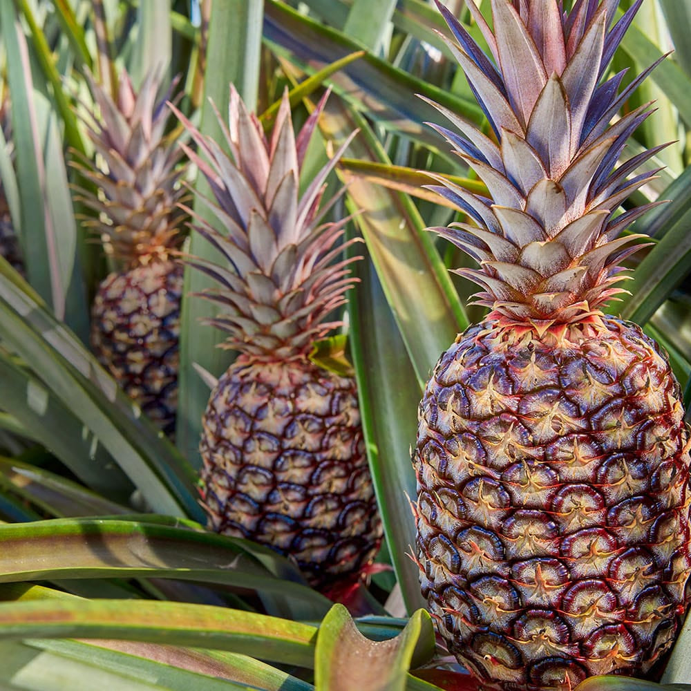 Several Rubyglow pineapples growing among long green leaves in a field or plantation.