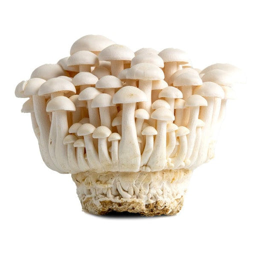 Image of  Bunapi Mushroom Vegetables