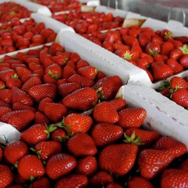 black strawberry seeds for sale Harry's Berries Strawberries — Melissas Produce