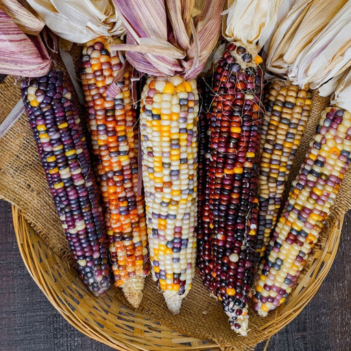 Image of  Indian Corn (aka Ornamental Corn) Vegetables