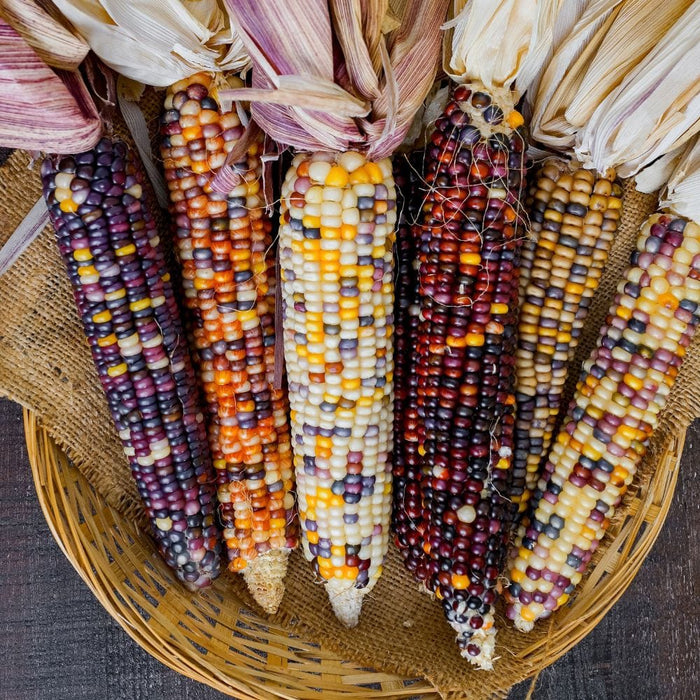 Image of  Indian Corn (aka Ornamental Corn) Vegetables