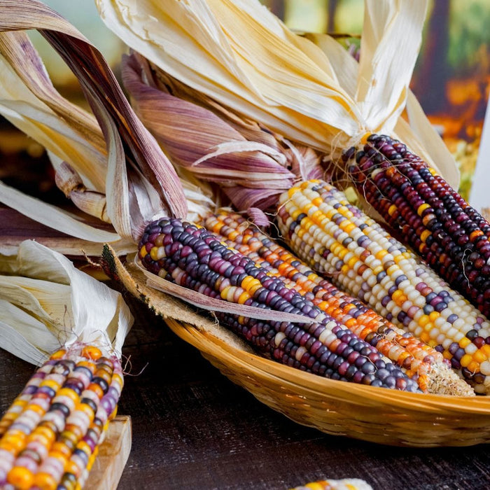 Image of  Indian Corn (aka Ornamental Corn) Vegetables