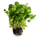 Image of  Organic Living Watercress Vegetables