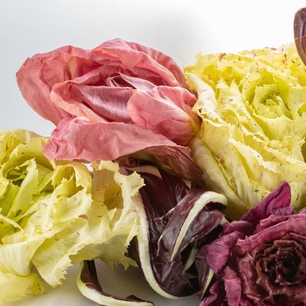 radicchio la rosa del veneto seeds La Rosa di Veneto Radicchio — Melissas Produce