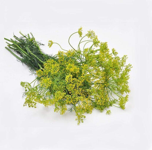 Image of  3 bunches Crown Dill Other