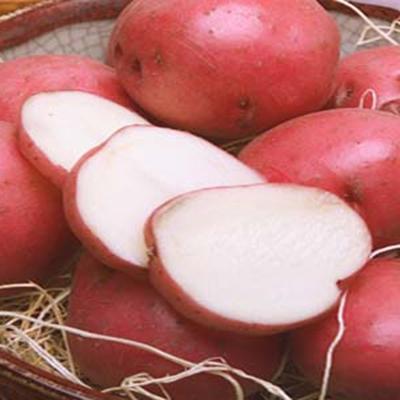 Baby White Potatoes — Melissas Produce