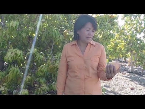 California's Tastiest Mangoes Grow on the Family Farm
