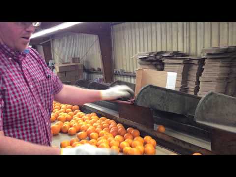 Ojai Pixie Tangerines | Pixie Mandarin