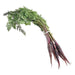 Image of  Baby Purple Carrots Vegetables