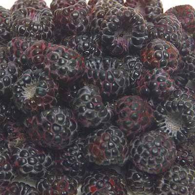 Image of  Black Raspberries Fruit
