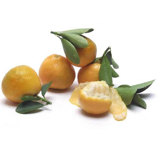 Image of  Fukushu Kumquats Fruit