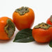 Image of  Hachiya Persimmon Fruit
