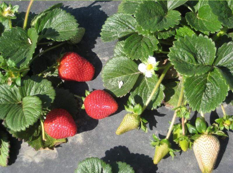 Image of  Harry's Berries Strawberries Fruit