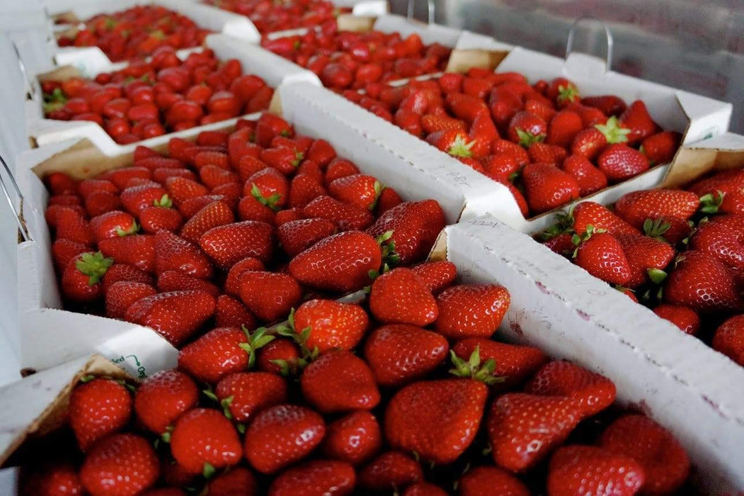 https://www.melissas.com/cdn/shop/products/image-of-harry-s-berries-strawberries-fruit-18121651093548_1051x700.jpg?v=1624999381