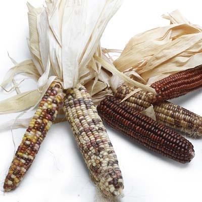 Corn Husk — Melissas Produce
