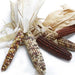 Image of  Indian Corn (aka Ornamental Corn) Other