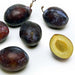 Image of  Italian Prune Plums Fruit
