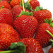Image of  Long Stem Strawberries Fruit