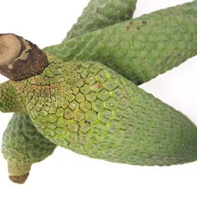 where can you buy monstera deliciosa fruit Monstera — Melissas Produce