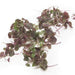 Image of  Red Perilla Leaves (Shiso) Other
